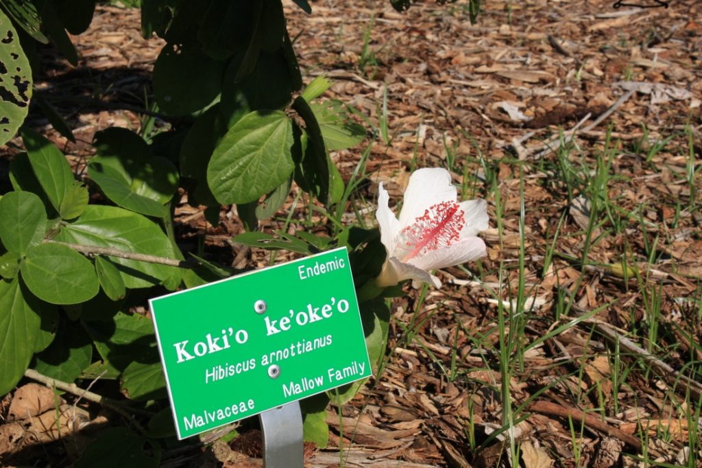 Native Plants. Learn about the Hawaiian culture!