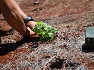 volunteer to remove invasive plant at Waimea valley