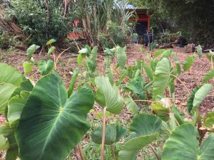 plant and grow vegetables at Maui
