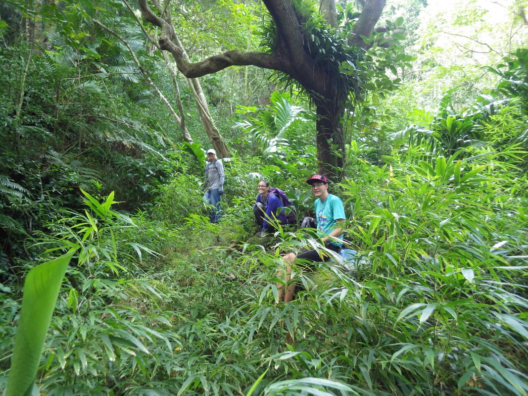 remove invasive plants near manoa falls travel2change