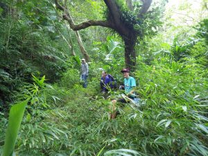 Hike and volunteer and learn about the Hawaiian flora and fauna